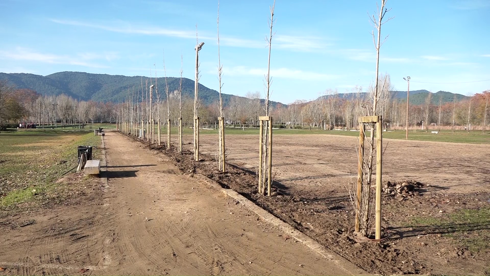 Banyoles replantarà prop de 160 arbres durant les properes setmanes